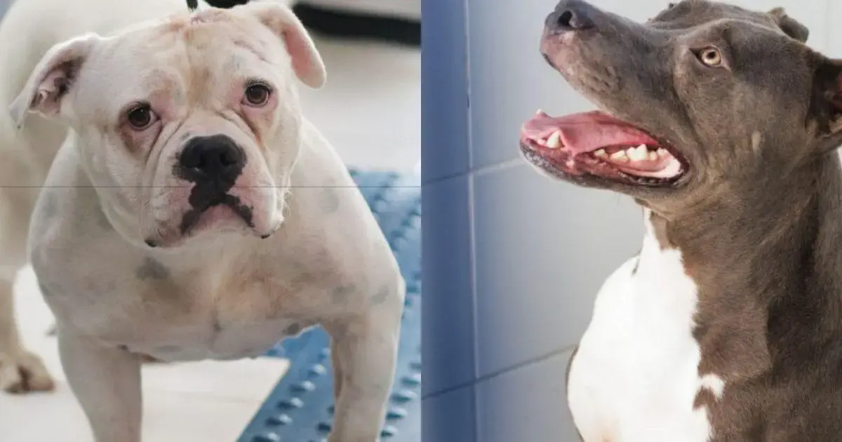Cães resgatados, um branco e outro marrom, aguardam adoção em ambiente acolhedor.