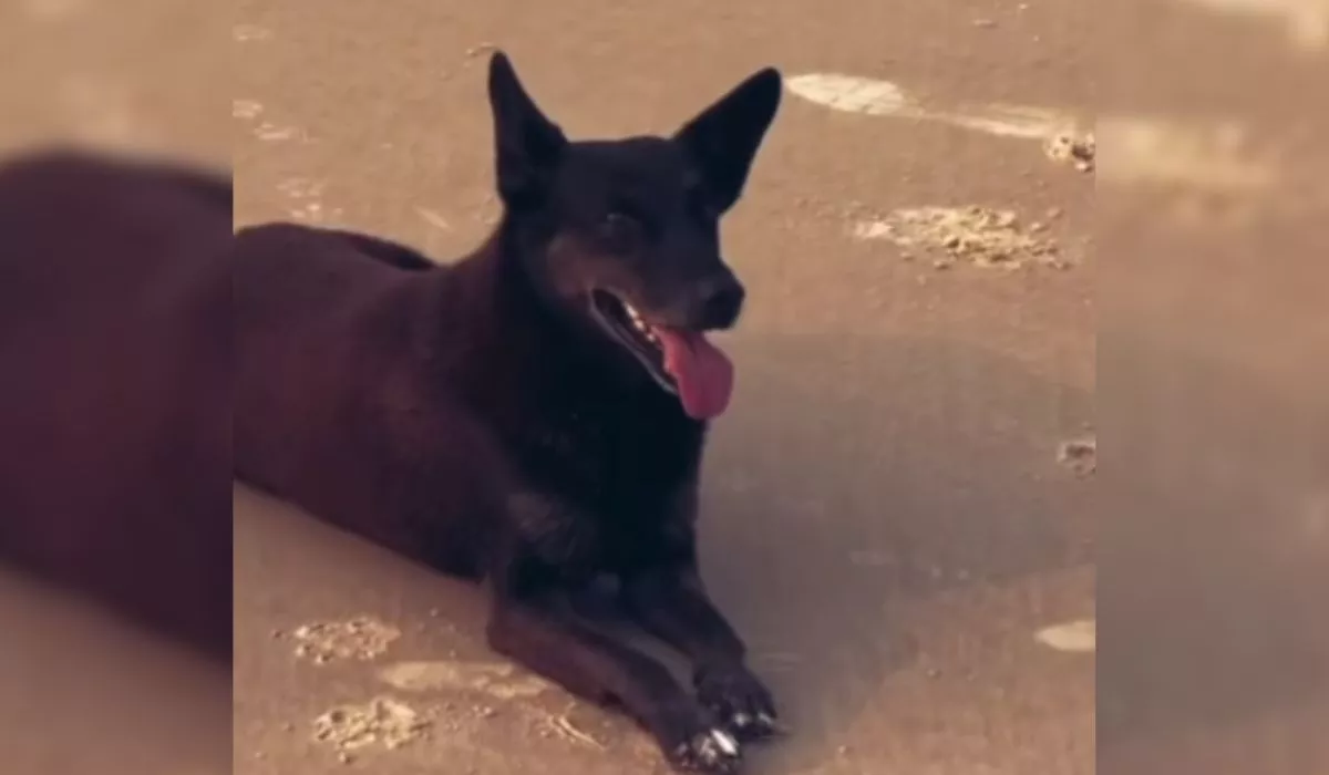 Cão preto deitado na areia, com língua de fora e orelhas em pé, em ambiente externo.