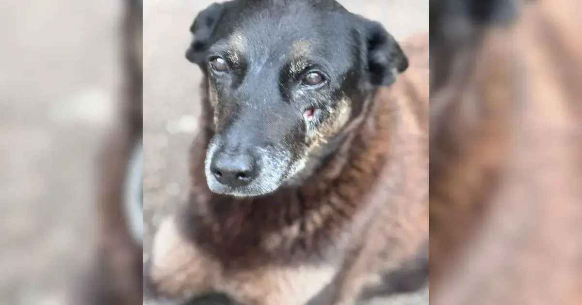 Cão de pelagem marrom com ferimento na orelha, sentado em um ambiente externo.