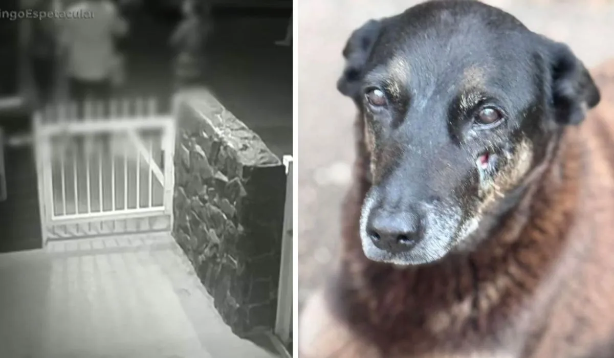 Cão de pelagem marrom com cicatriz no olho, olhando para a câmera em ambiente externo.