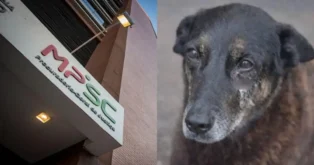 Logotipo do MPSC em um prédio e close de um cão com orelhas grandes e expressão triste.