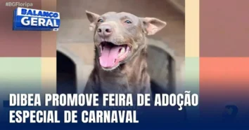 Feira de adoção especial de Carnaval em Florianópolis