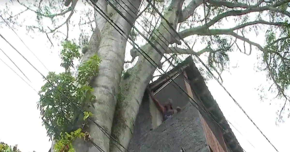 Árvore grande próxima a um prédio, com fios elétricos visíveis e uma pessoa na janela. Céu nublado ao fundo.