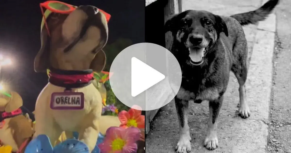 Cão Orelha em destaque na alegoria do carnaval, ao lado de uma foto em preto e branco de um cachorro sorridente.