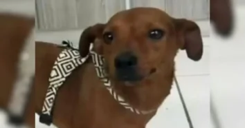 Inquérito sobre cadela abandonada em Florianópolis termina com indiciamento da tutora