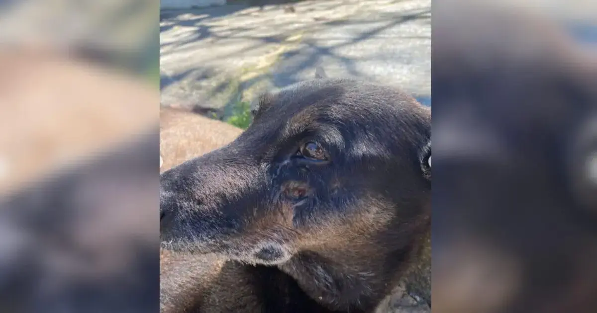 Cão de pelagem escura com ferimento no rosto, deitado em superfície externa iluminada.