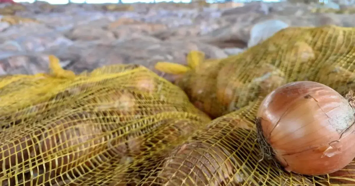 Cebolas em sacos de rede amarela, com fundo desfocado de cebolas empilhadas.