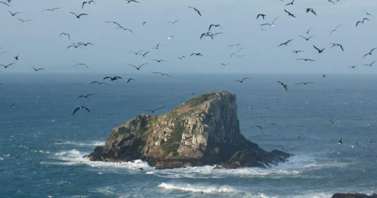 Ilha rochosa cercada por mar agitado e muitas aves voando ao redor.