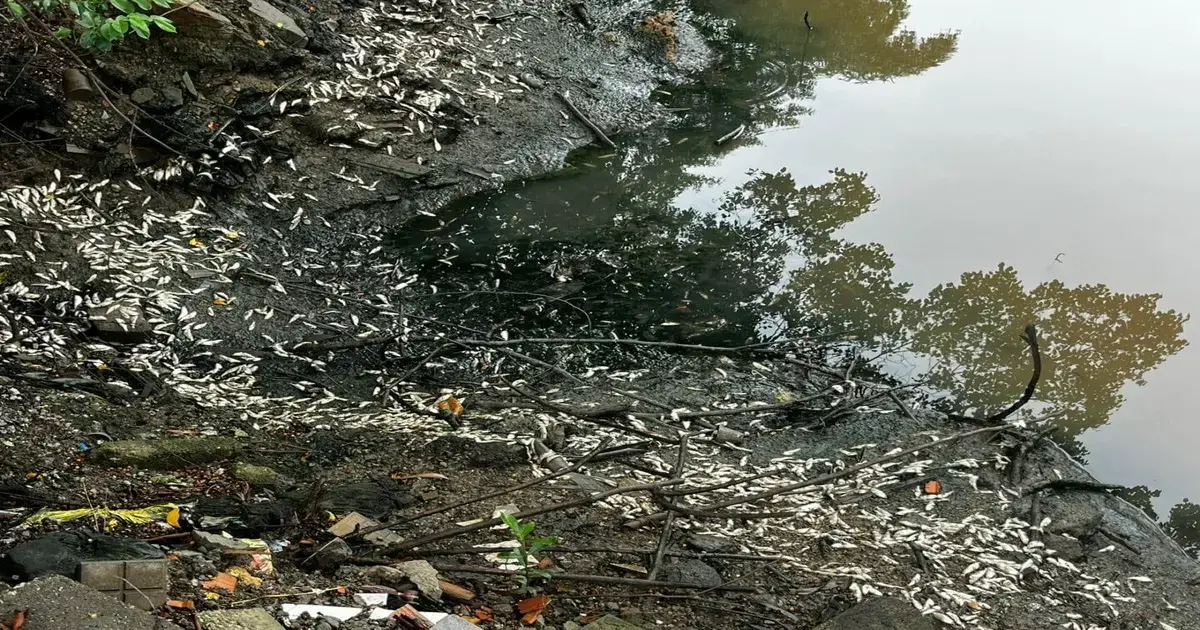 Peixes mortos acumulados na margem de um lago, com reflexo de árvores na água.