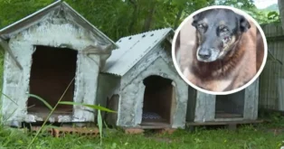Casinhas de cachorro em um ambiente verde, com um cão preto em destaque no canto superior direito.