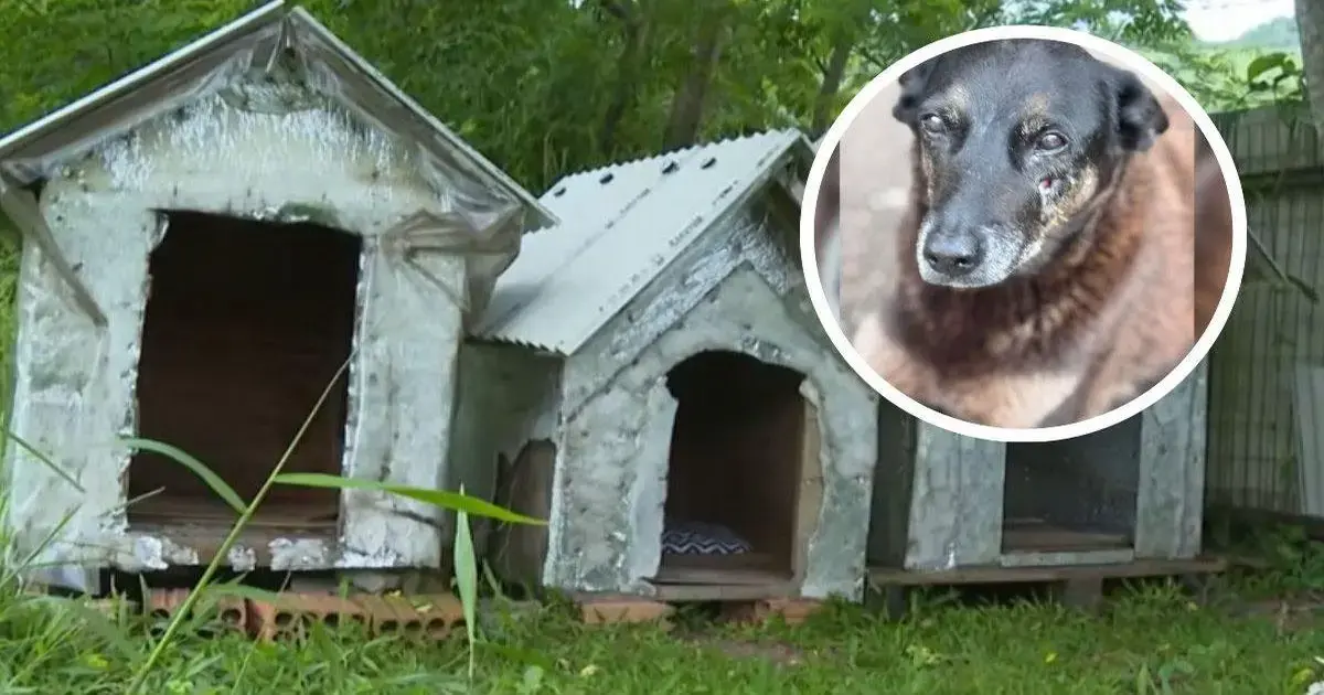 Casinhas de cachorro em um ambiente verde, com um cão preto em destaque no canto superior direito.