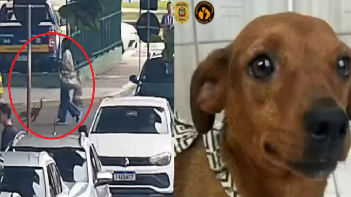 Homem caminha com cachorro em área de terminal rodoviário; cachorro tem pelagem marrom e aparência saudável.