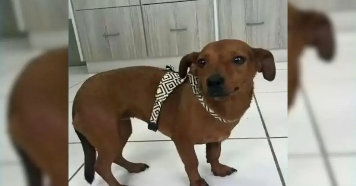 Cachorro marrom com coleira em ambiente interno, aparentando curiosidade e leve tristeza.