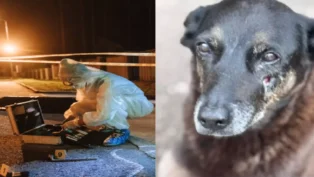 Investigador em traje de proteção analisa cena do crime à noite; cão Orelha com cicatriz no rosto.