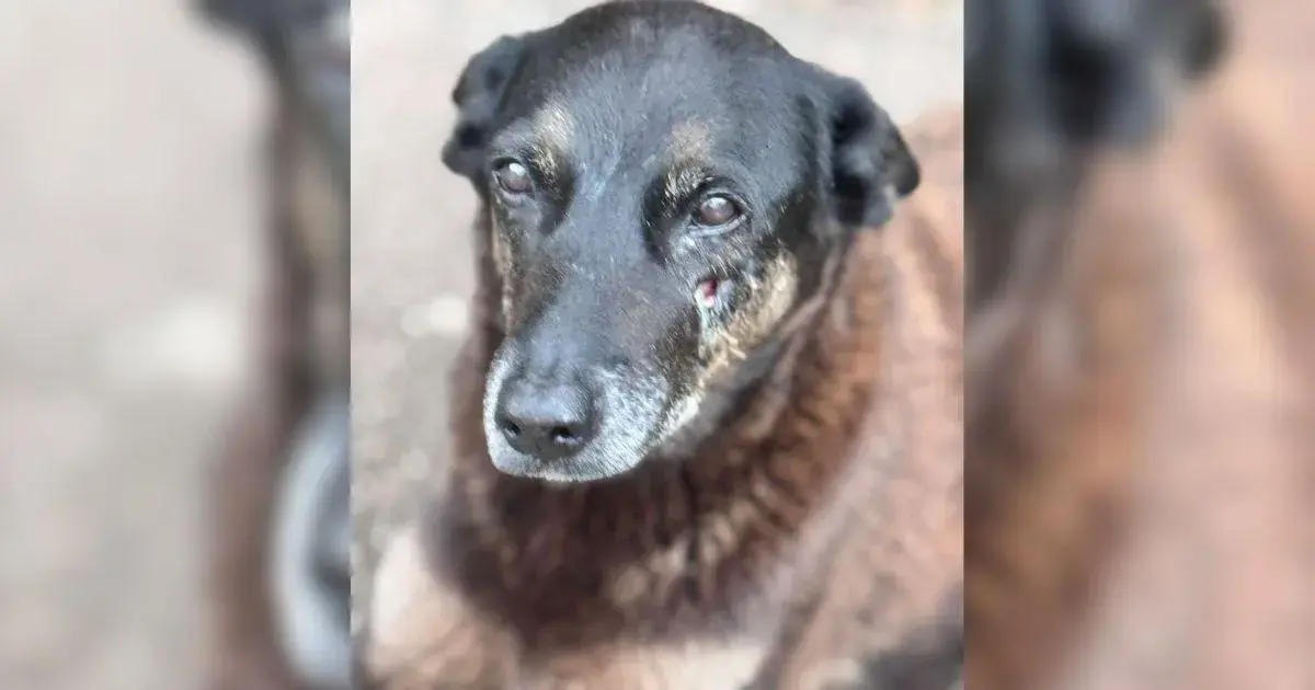 Cão de pelagem marrom com manchas escuras, olhando para a câmera, com expressão triste.