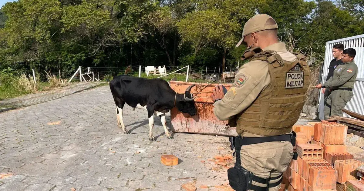 Policial militar observa vaca em área rural, com tijolos e vegetação ao fundo.