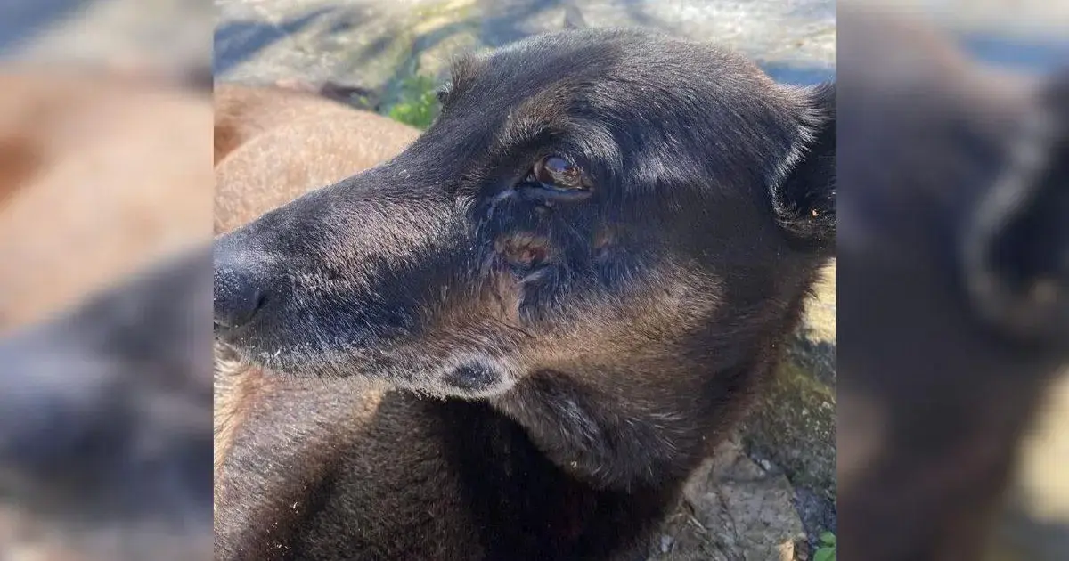 Cão de pelagem escura com expressão tranquila, deitado em um ambiente natural.