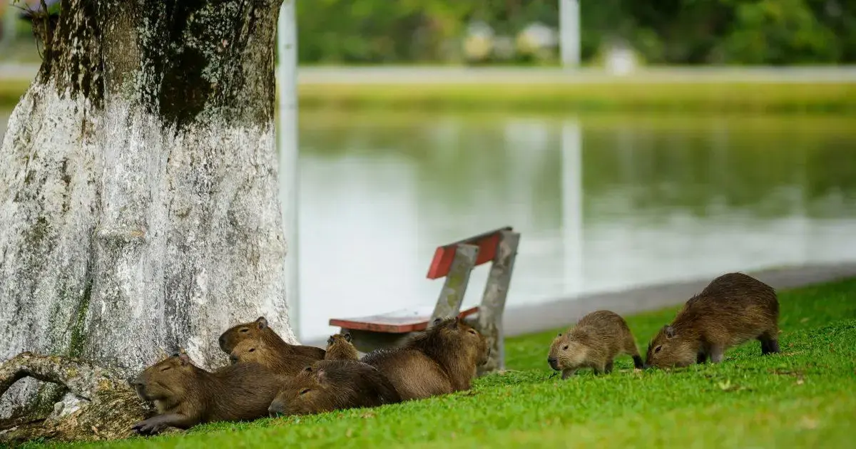 Capivaras em grupo próximas a uma árvore, com lago ao fundo e um banco de madeira.
