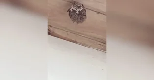 Ninho de vespeiros em uma estrutura de madeira, com detalhes em marrom e cinza.