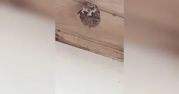 Série de vespeiros mobiliza bombeiros no Campeche em Florianópolis na quarta-feira