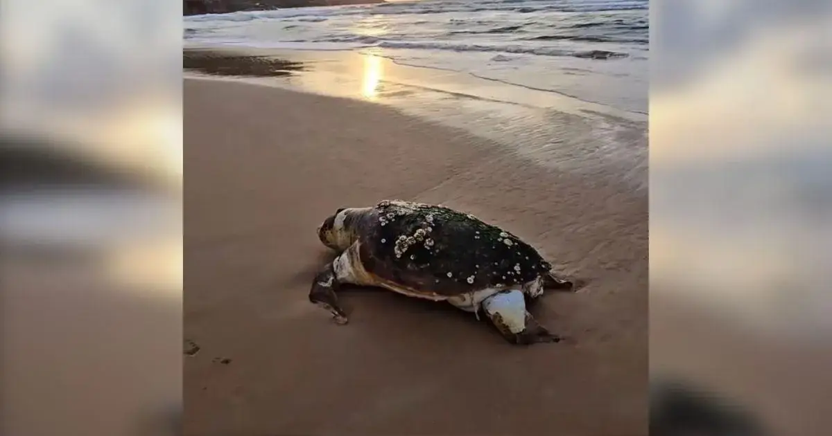 Tartaruga gigante morta na areia da praia, com algas e conchas na carapaça, ao fundo o mar e o pôr do sol.