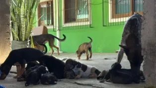 Diversos cães em um espaço externo, alguns deitados no chão e outros em pé, com vegetação ao fundo.