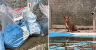 Cães pequenos estão próximos à piscina, com sacos plásticos visíveis ao fundo e água empoçada.