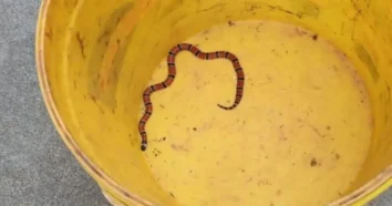 Cobra Coral Encontrada em Condomínio de Florianópolis