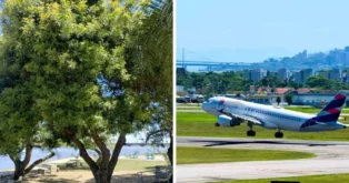 Árvore densa à beira da água, com um avião decolando ao fundo, em um ambiente urbano claro.
