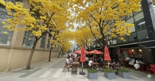 Rua com árvores amarelas e mesas ao ar livre sob guarda-sóis vermelhos, com pessoas sentadas e interagindo.