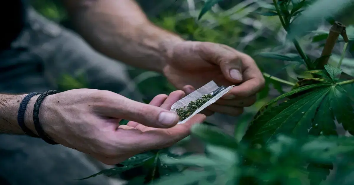Mãos segurando um papel com maconha diante de uma planta de cannabis.