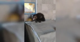 Gambá em cima de uma mesa com toalha clara em um ambiente interno, próximo a uma parede ladrilhada.