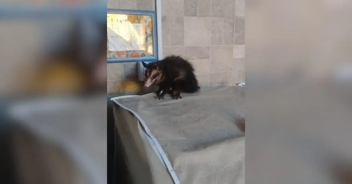 Gambá em cima de uma mesa com toalha clara em um ambiente interno, próximo a uma parede ladrilhada.