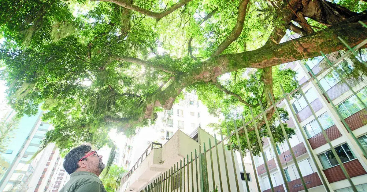 Homem observa a copa de uma árvore frondosa, cercada por prédios em um ambiente urbano.
