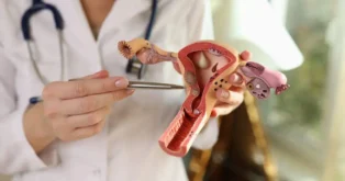 Modelo anatômico do sistema reprodutivo feminino sendo segurado por uma mão com caneta.