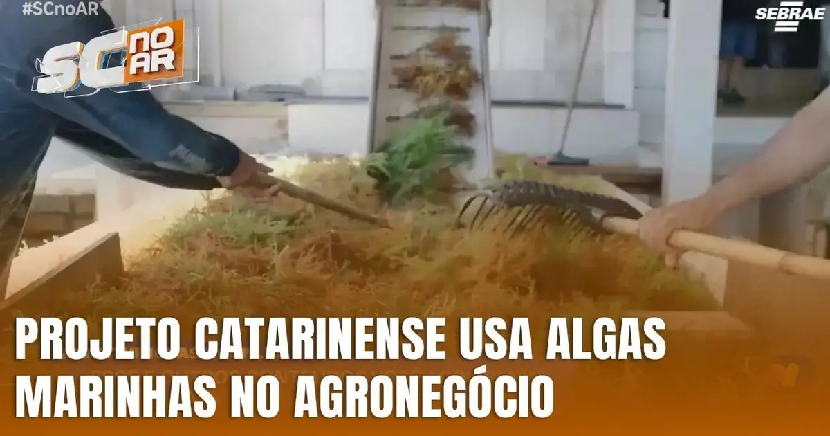 Trabalhador usando um ancinho para manipular algas marinhas em ambiente de projeto agronômico. Texto visível: 