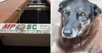 Investigação do MPSC sobre o caso cão Orelha avança para fase decisiva