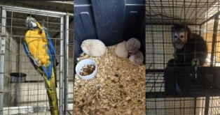 Arara azul e amarela em uma jaula, ouriços em contêiner com ração e um macaco em outra jaula.