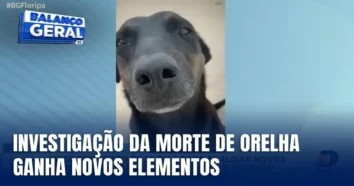 Ministério Público de SC analisa novo material da investigação da morte de cão comunitário