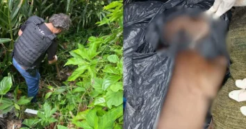 Mulher presa por manter canil clandestino em Florianópolis