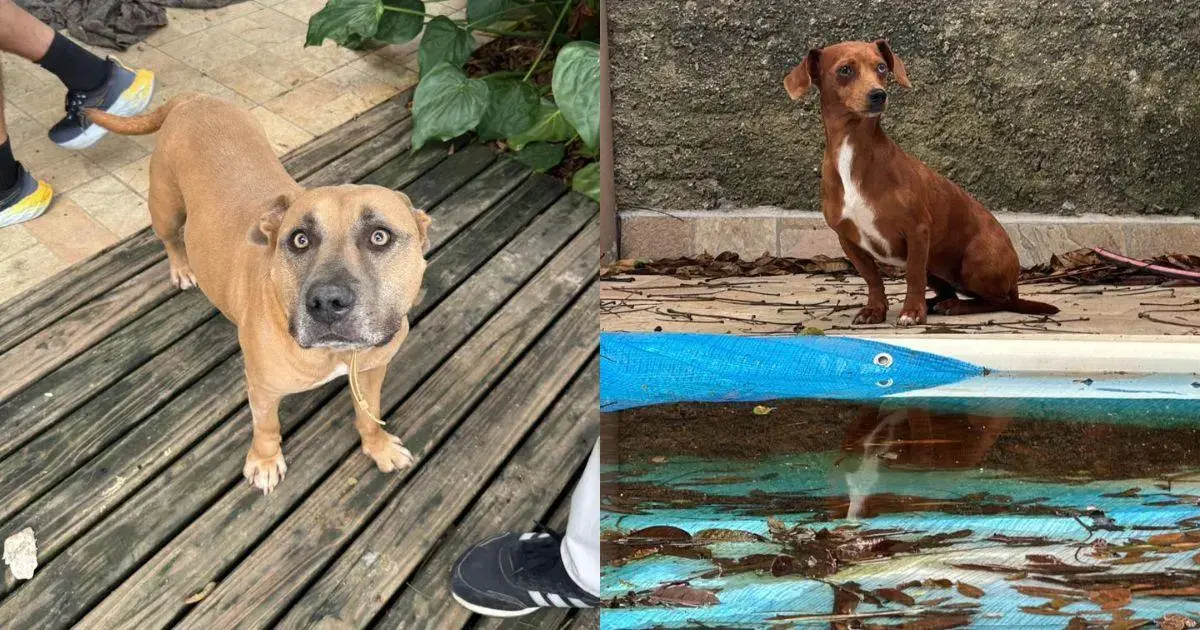 Cachorro de pelagem marrom claro em um piso de madeira e outro cachorro marrom com manchas brancas próximo a uma piscina.