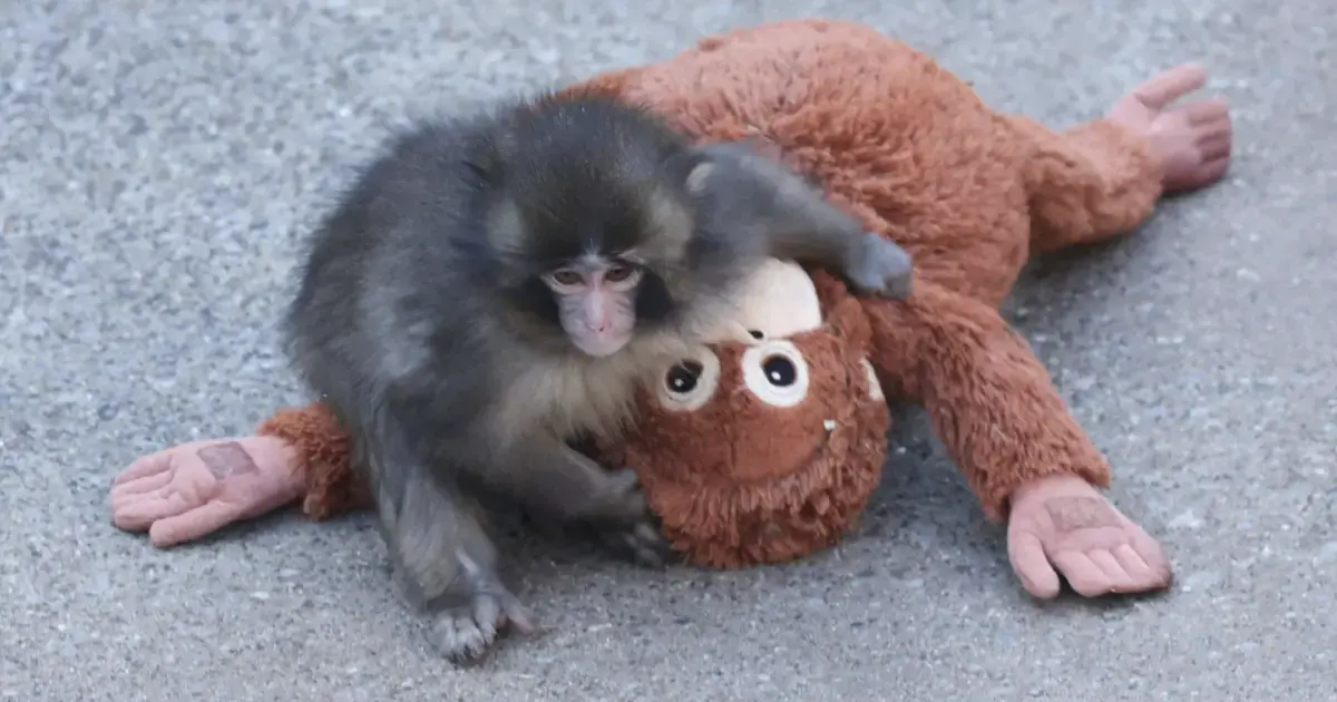 Macaco brincando e abraçando um brinquedo de pelúcia em formato de macaco no chão.