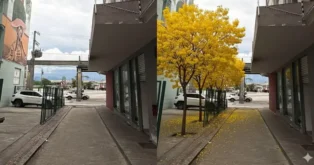 Caminho com calçada de pedra e árvore amarela ao lado, com céu nublado ao fundo.