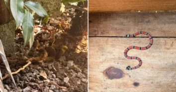 Resgate de cobra-coral verdadeira em São José