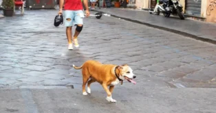 Cão caminhando em uma rua de paralelepípedos, enquanto um homem se aproxima com uma bolsa.