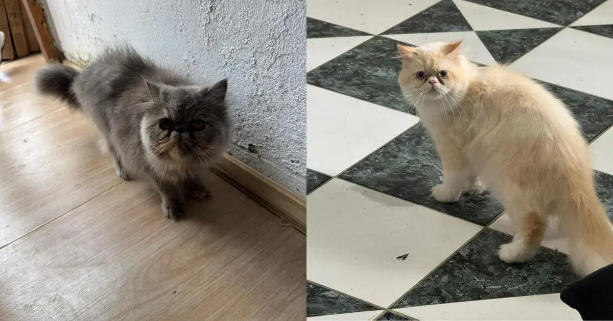 Dois gatos de raça persa em ambientes internos diferentes, um com pelagem cinza e outro com pelagem clara.