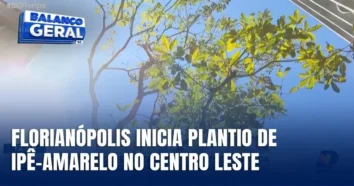 Transformação na Arborização Urbana em Florianópolis