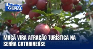 Maçãs em uma árvore, com texto que diz "MAÇÃ VIRA ATRAÇÃO TURÍSTICA NA SERRA CATARINENSE".
